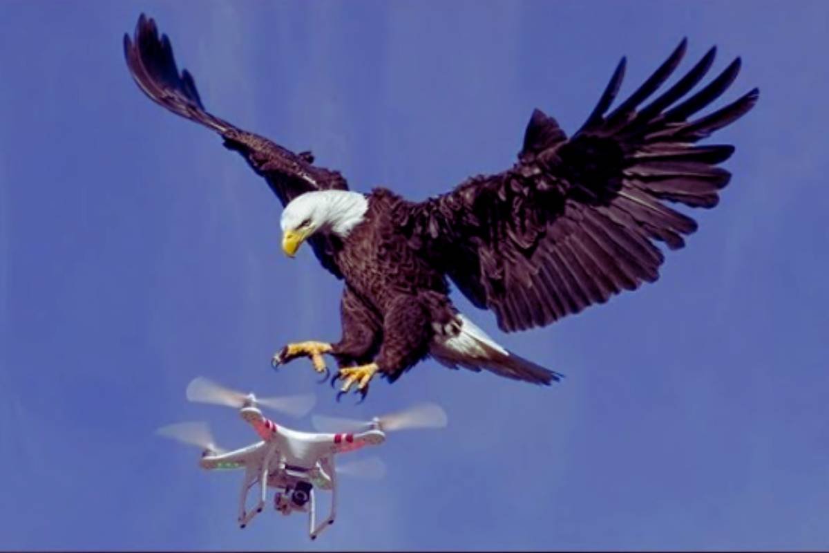 Trained Eagles to Intercept Drones Spying