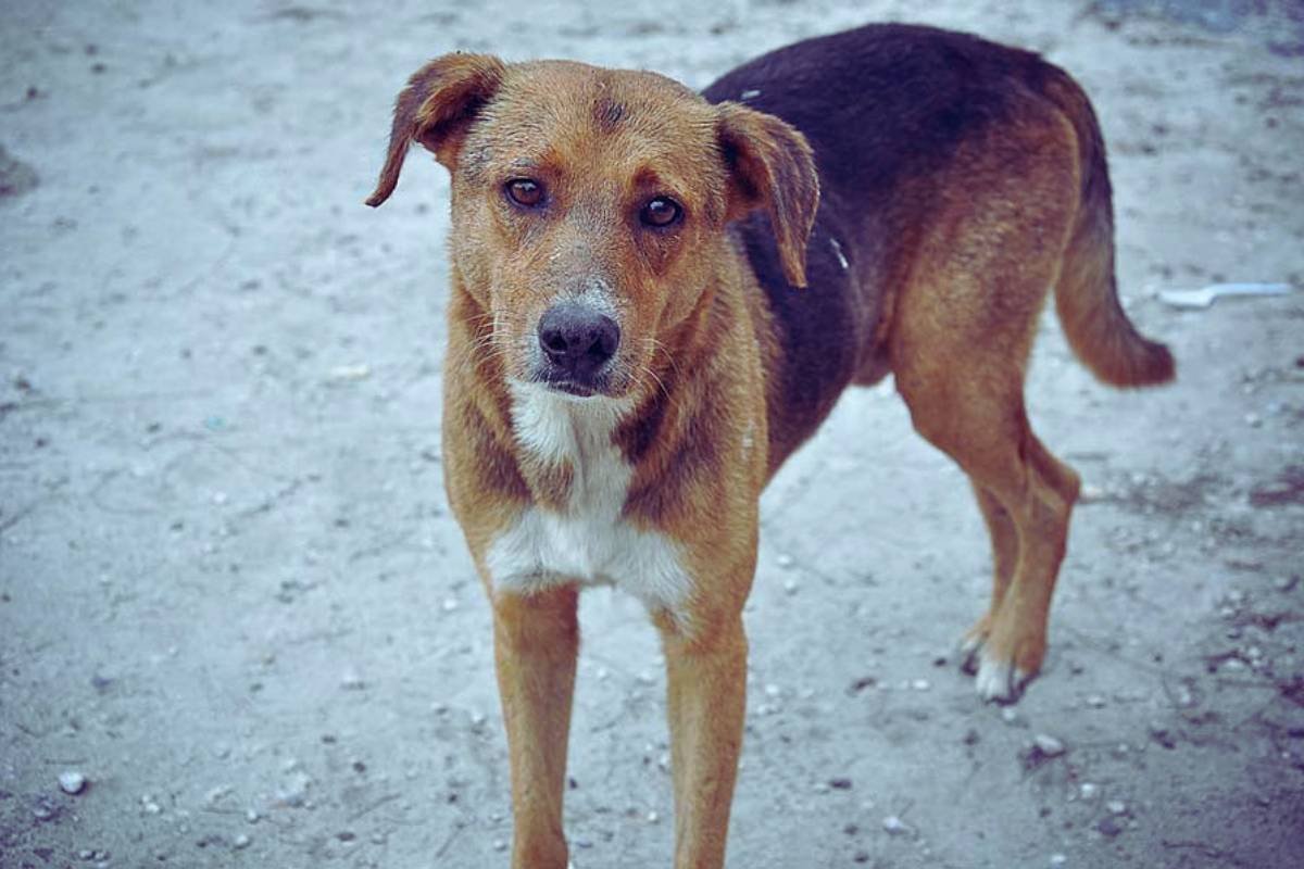 A stray dog with a human hand.